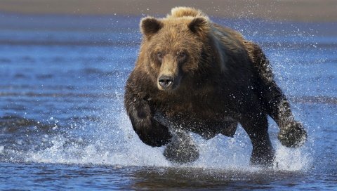 Обои морда, вода, взгляд, медведь, брызги, бег, face, water, look, bear, squirt, running разрешение 4278x2898 Загрузить