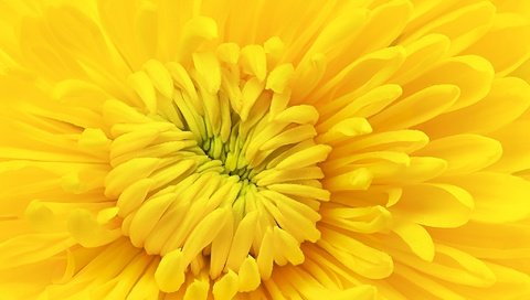 Обои желтый, макро, цветок, лепестки, хризантема, yellow, macro, flower, petals, chrysanthemum разрешение 2048x1357 Загрузить