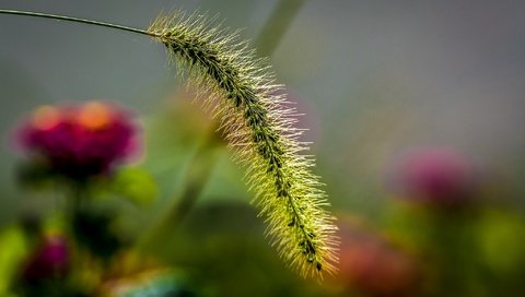 Обои природа, макро, колосок, боке, травинка, nature, macro, spike, bokeh, a blade of grass разрешение 2048x1323 Загрузить