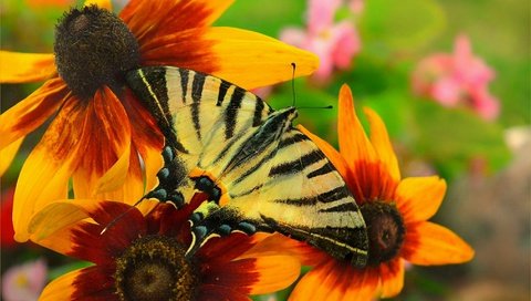 Обои цветы, макро, насекомое, бабочка, крылья, рудбекия, flowers, macro, insect, butterfly, wings, rudbeckia разрешение 3002x1842 Загрузить