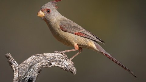 Обои птица, клюв, хвост, кардинал, самка, попугайный кардинал, bird, beak, tail, cardinal, female, parrot cardinal разрешение 2048x1283 Загрузить