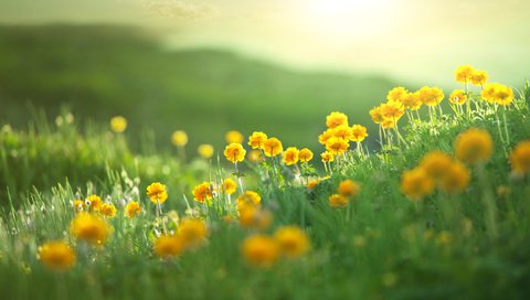 Обои цветы, холмы, природа, пейзаж, поле, лето, flowers, hills, nature, landscape, field, summer разрешение 2560x1600 Загрузить