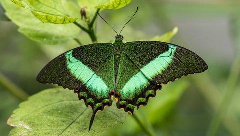 Обои растения, листья, насекомое, парусник, бабочка, крылья, lynn griffiths, plants, leaves, insect, sailboat, butterfly, wings разрешение 5082x3393 Загрузить