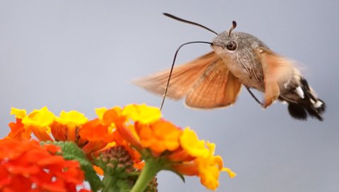 Обои цветы, макро, бабочка, мотылек, flowers, macro, butterfly, moth разрешение 1920x1080 Загрузить
