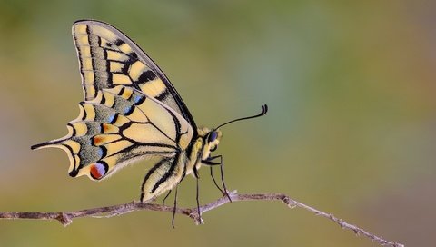 Обои макро, насекомое, бабочка, крылья, веточка, махаон, macro, insect, butterfly, wings, sprig, swallowtail разрешение 2048x1365 Загрузить