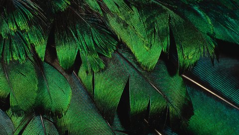 Обои текстура, фон, перья, красиво, texture, background, feathers, beautiful разрешение 2560x1600 Загрузить