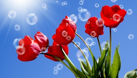 Обои небо, пузырьки, цветы, солнце, листья, лучи, красные, тюльпаны, стебли, the sky, bubbles, flowers, the sun, leaves, rays, red, tulips, stems разрешение 2880x1800 Загрузить