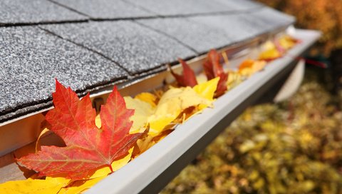 Обои листья, макро, осень, крыша, клен, кленовый лист, leaves, macro, autumn, roof, maple, maple leaf разрешение 3840x2400 Загрузить