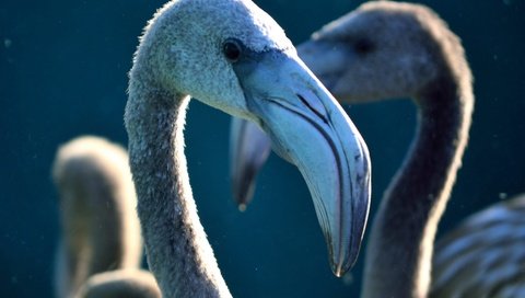 Обои фламинго, птицы, клюв, шея, крупным планом, flamingo, birds, beak, neck, closeup разрешение 5235x3490 Загрузить