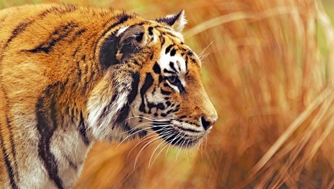 Обои тигр, морда, усы, взгляд, размытость, хищник, профиль, дикая кошка, tiger, face, mustache, look, blur, predator, profile, wild cat разрешение 1920x1080 Загрузить