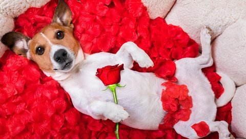 Обои цветок, мордочка, роза, лепестки, взгляд, собака, юмор, джек-рассел-терьер, flower, muzzle, rose, petals, look, dog, humor, jack russell terrier разрешение 6720x4480 Загрузить
