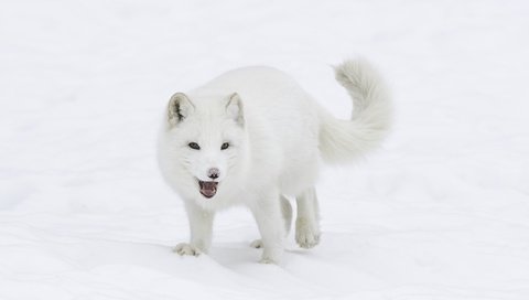 Обои снег, зима, мордочка, взгляд, лисица, хвост, мех, песец, арктическая лиса, arctic fox, snow, winter, muzzle, look, fox, tail, fur разрешение 2048x1363 Загрузить