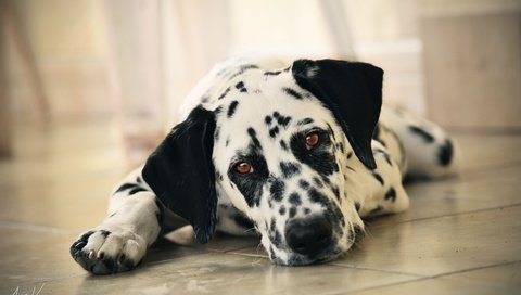 Обои морда, взгляд, собака, далматин, на полу, face, look, dog, dalmatian, on the floor разрешение 4000x2667 Загрузить