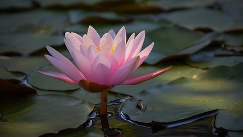 Обои вода, листья, цветок, лепестки, розовые, кувшинка, водяная лилия, water, leaves, flower, petals, pink, lily, water lily разрешение 4976x3113 Загрузить