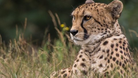 Обои морда, трава, взгляд, хищник, гепард, дикая кошка, face, grass, look, predator, cheetah, wild cat разрешение 5720x3813 Загрузить