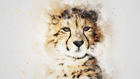 Обои морда, картина, взгляд, гепард, акварель, face, picture, look, cheetah, watercolor разрешение 3000x2000 Загрузить