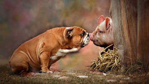 Обои собака, друзья, поросенок, английский бульдог, dog, friends, pig, english bulldog разрешение 2112x1188 Загрузить