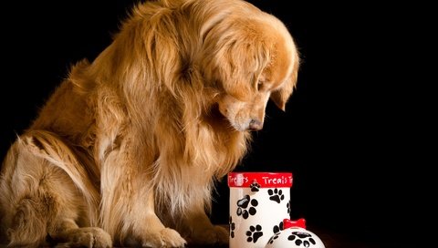 Обои собака, на полу, сидит, крышка, черный фон, грустный, рыжий, пес, золотистый, банка, ретривер, retriever, dog, on the floor, sitting, cover, black background, sad, red, golden, bank разрешение 2048x1356 Загрузить