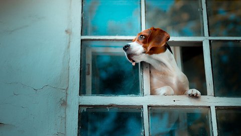 Обои собака, окно, бигль, dog, window, beagle разрешение 1920x1080 Загрузить