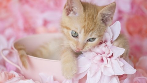 Обои цветы, котенок, рыжий, милый, flowers, kitty, red, cute разрешение 2000x1200 Загрузить