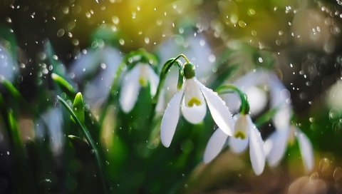 Обои цветы, лепестки, дождь, белые, подснежники, flowers, petals, rain, white, snowdrops разрешение 1920x1080 Загрузить
