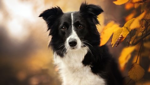 Обои морда, природа, листья, взгляд, осень, собака, бордер-колли, face, nature, leaves, look, autumn, dog, the border collie разрешение 2048x1365 Загрузить