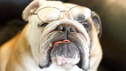 Обои очки, собака, бульдог, английский бульдог, glasses, dog, bulldog, english bulldog разрешение 1920x1200 Загрузить