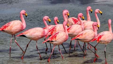 Обои берег, фламинго, водоем, птицы, много, стая, розовый фламинго, shore, flamingo, pond, birds, a lot, pack, pink flamingos разрешение 2000x1332 Загрузить