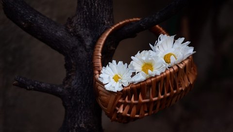 Обои цветы, дерево, темный фон, ромашки, белые, корзинка, flowers, tree, the dark background, chamomile, white, basket разрешение 2000x1125 Загрузить