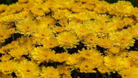 Обои цветы, много, желтые, хризантемы, клумба, flowers, a lot, yellow, chrysanthemum, flowerbed разрешение 3008x2008 Загрузить