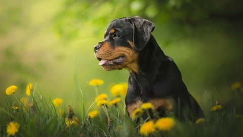 Обои цветы, собака, щенок, одуванчики, боке, ротвейлер, flowers, dog, puppy, dandelions, bokeh, rottweiler разрешение 2048x1365 Загрузить