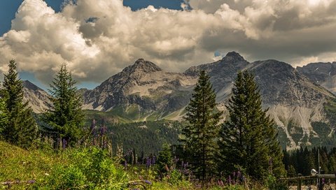 Обои цветы, лес, трава, швейцария, облака, альпы, деревья, граубюнден, горы, скалы, солнце, зелень, flowers, forest, grass, switzerland, clouds, alps, trees, grisons, mountains, rocks, the sun, greens разрешение 2560x1757 Загрузить