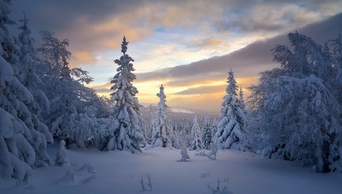 Обои деревья, снег, лес, зима, россия, ели, тайга, trees, snow, forest, winter, russia, ate, taiga разрешение 1920x1153 Загрузить