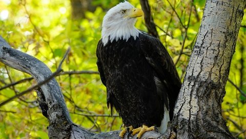 Обои дерево, ветки, листва, осень, орел, птица, белоголовый орлан, tree, branches, foliage, autumn, eagle, bird, bald eagle разрешение 2048x1365 Загрузить