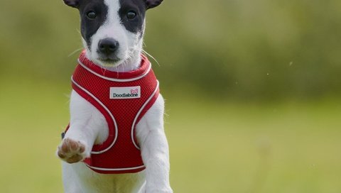 Обои фон, собака, прогулка, песик, джек-рассел-терьер, жилетка, background, dog, walk, doggie, jack russell terrier, vest разрешение 2048x2048 Загрузить