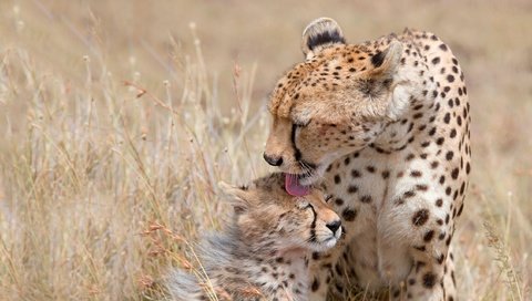 Обои котенок, мама, забота, язык, гепард, детеныш, гепарды, kitty, mom, care, language, cheetah, cub, cheetahs разрешение 2276x1280 Загрузить