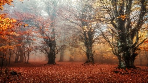 Обои лес, листья, парк, туман, ветки, листва, листопад, forest, leaves, park, fog, branches, foliage, falling leaves разрешение 3840x2160 Загрузить