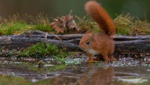 Обои отражение, взгляд, водоем, рыжая, белка, бревно, бельчонок, reflection, look, pond, red, protein, log, squirrel разрешение 2000x1333 Загрузить