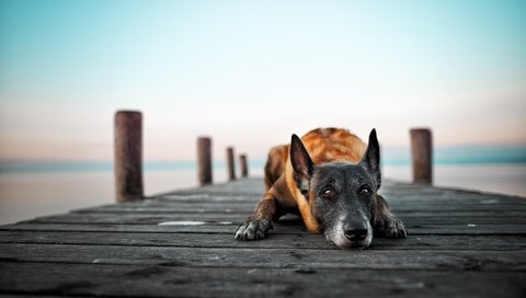 Обои озеро, мост, собака, lake, bridge, dog разрешение 2048x1365 Загрузить