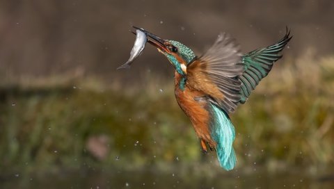 Обои вода, капли, брызги, птица, рыба, зимородок, улов, water, drops, squirt, bird, fish, kingfisher, catch разрешение 2499x1667 Загрузить