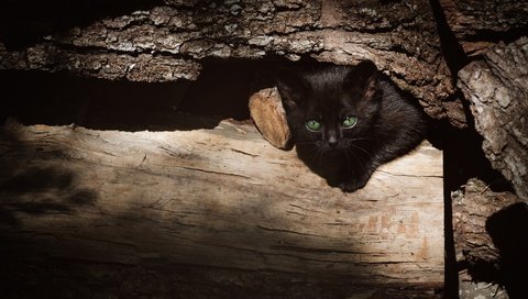 Обои дерево, бревно, кошка, выглядывает, взгляд, котенок, черный, мордашка, зеленые глаза, кора, tree, log, cat, peeps, look, kitty, black, face, green eyes, bark разрешение 3840x2160 Загрузить