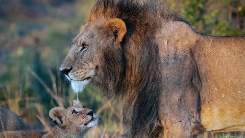 Обои дикие кошки, лев, грива, львёнок, детеныш, wild cats, leo, mane, lion, cub разрешение 3523x2349 Загрузить