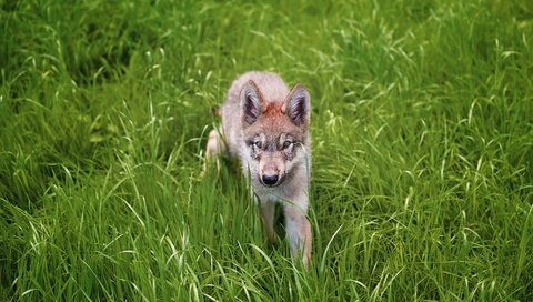 Обои трава, взгляд, серый, щенок, прогулка, волк, детеныш, волчонок, grass, look, grey, puppy, walk, wolf, cub, the cub разрешение 2880x1909 Загрузить