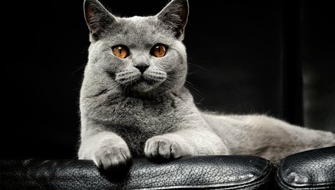Обои кот, мордочка, кошка, британская короткошерстная, cat, muzzle, british shorthair разрешение 2048x1365 Загрузить