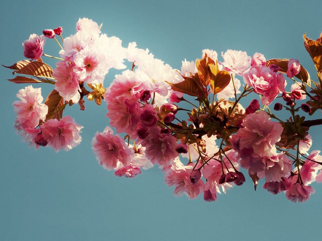 Обои ветка, листья, фон, голубой, розовые цветы, branch, leaves, background, blue, pink flowers разрешение 1920x1200 Загрузить