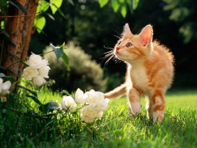 Обои цветы, рыжий котяра, травка, flowers, a ginger cat, weed разрешение 1920x1200 Загрузить