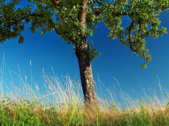 Обои трава, деревья, природа, дерево, обои, фото, grass, trees, nature, tree, wallpaper, photo разрешение 2560x1600 Загрузить