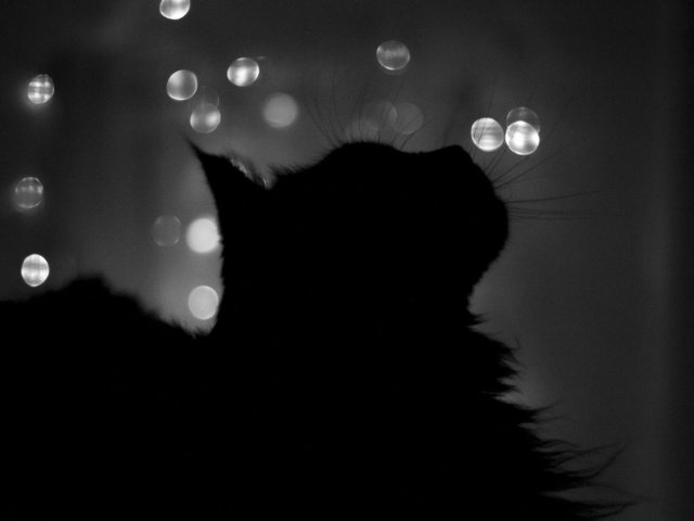 Обои ночь, кот, кошка, чёрно-белое, профиль, силуэт, окно, night, cat, black and white, profile, silhouette, window разрешение 1920x1200 Загрузить