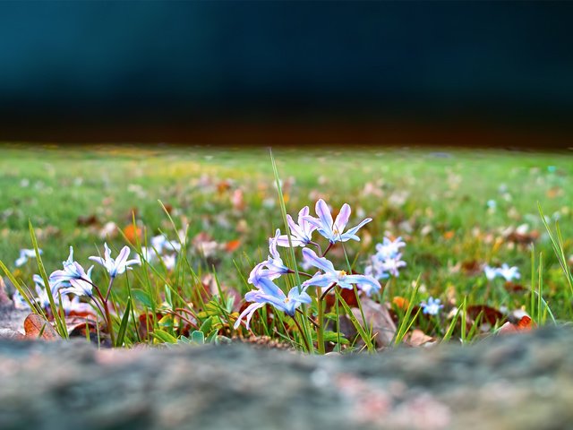 Обои цветы, трава, природа, фокус камеры, поляна, весна, пролеска, flowers, grass, nature, the focus of the camera, glade, spring, scilla разрешение 1920x1200 Загрузить