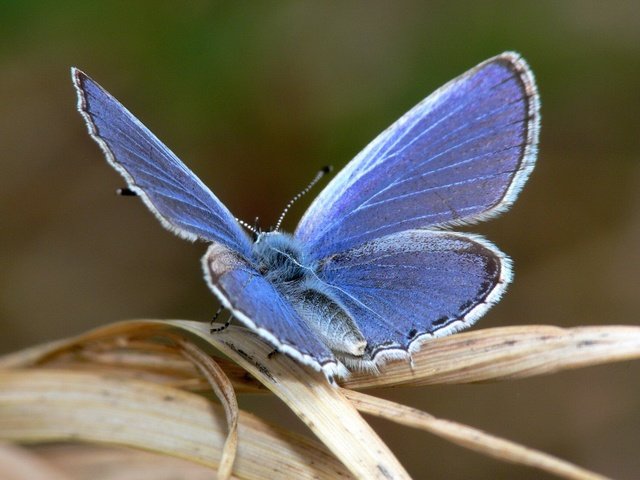 Обои макро, насекомое, синий, бабочка, крылья, лист, macro, insect, blue, butterfly, wings, sheet разрешение 1920x1440 Загрузить